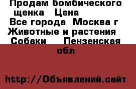 Продам бомбического щенка › Цена ­ 30 000 - Все города, Москва г. Животные и растения » Собаки   . Пензенская обл.